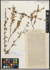 Foto von Salix niedzwieckii Goerz